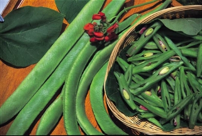 Picture of Runner Bean Scarlet Emperor